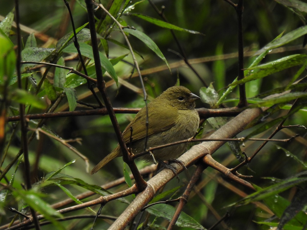 Yellow-faced Grassquit - John and Milena Beer