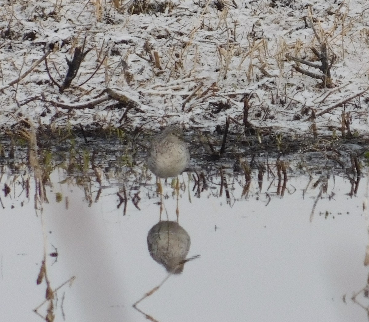 Lesser Yellowlegs - ML149014121