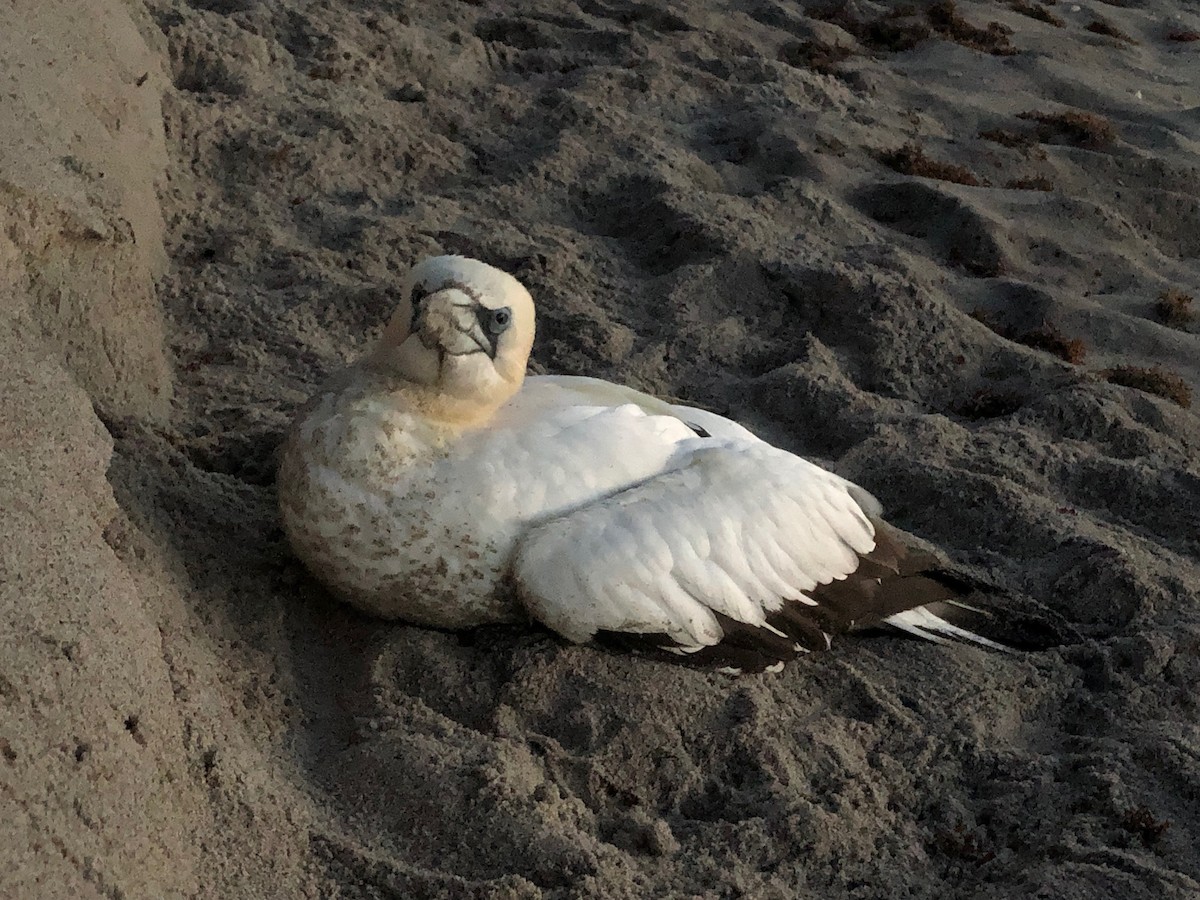 Northern Gannet - ML149014531