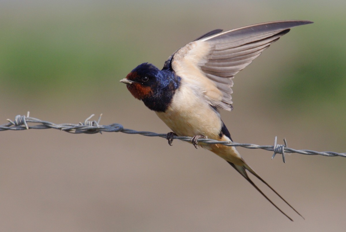 Barn Swallow - António Gonçalves