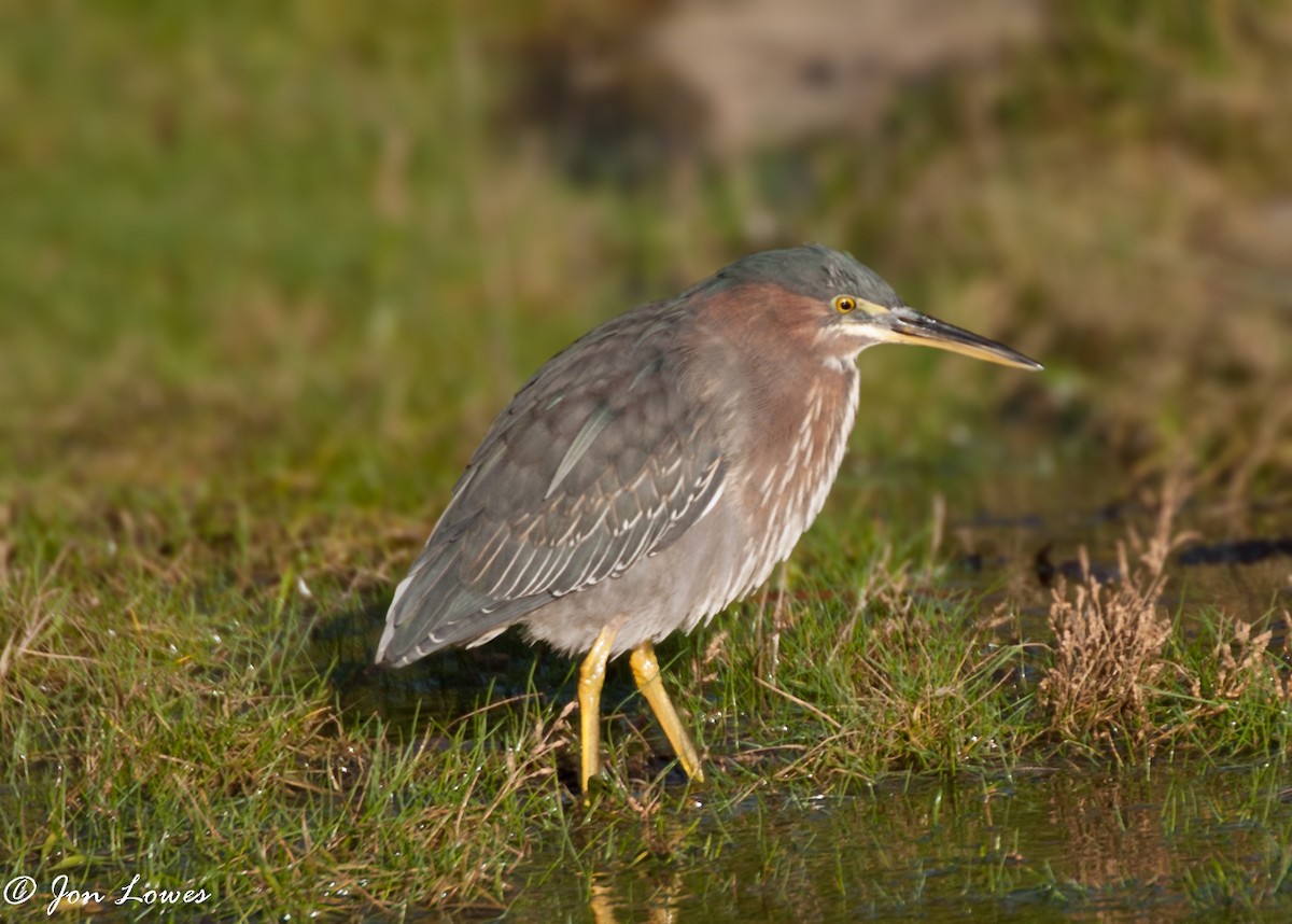 Green Heron - ML149016001