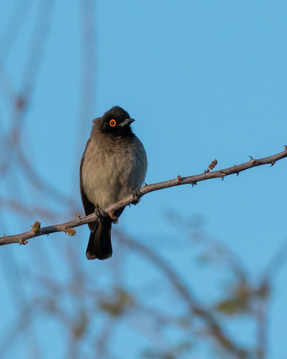 Black-fronted Bulbul - ML149016881