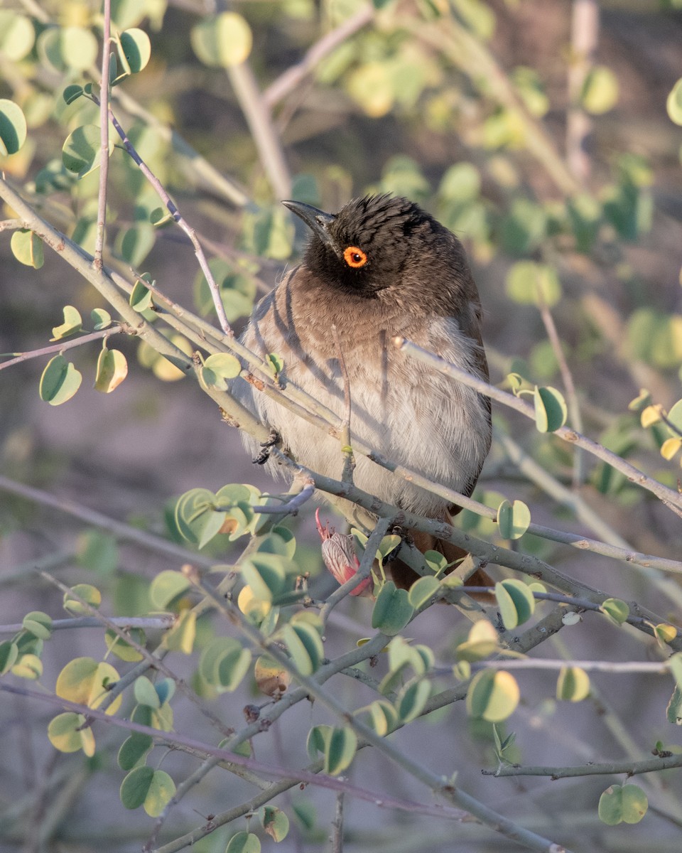 Black-fronted Bulbul - Hank Davis