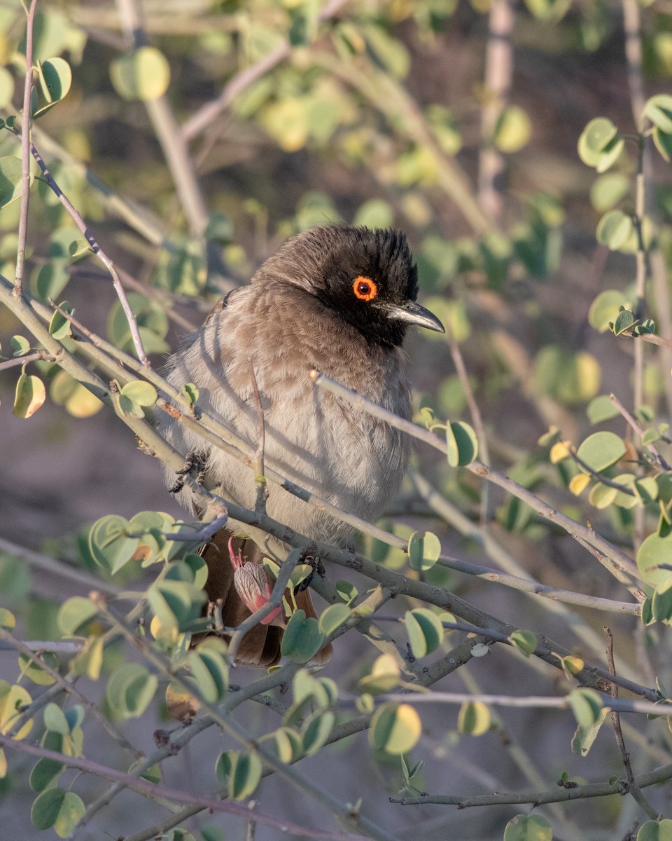 Black-fronted Bulbul - ML149016921