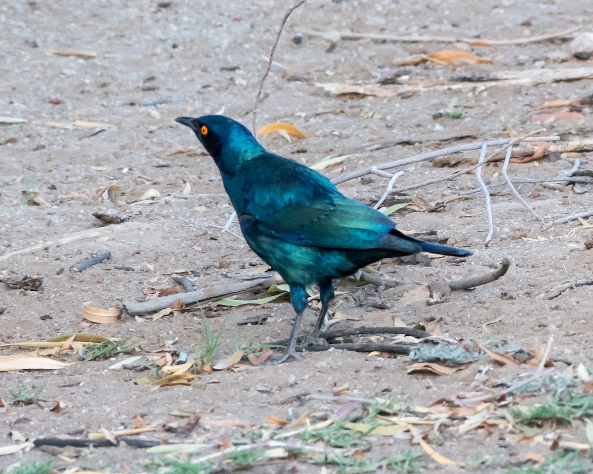 Cape Starling - ML149017111