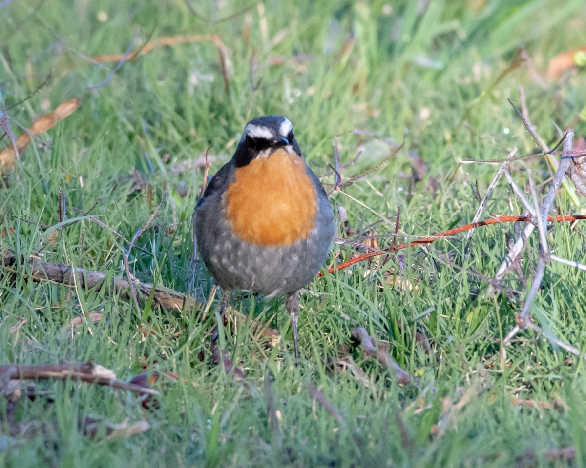 Cape Robin-Chat - ML149017161