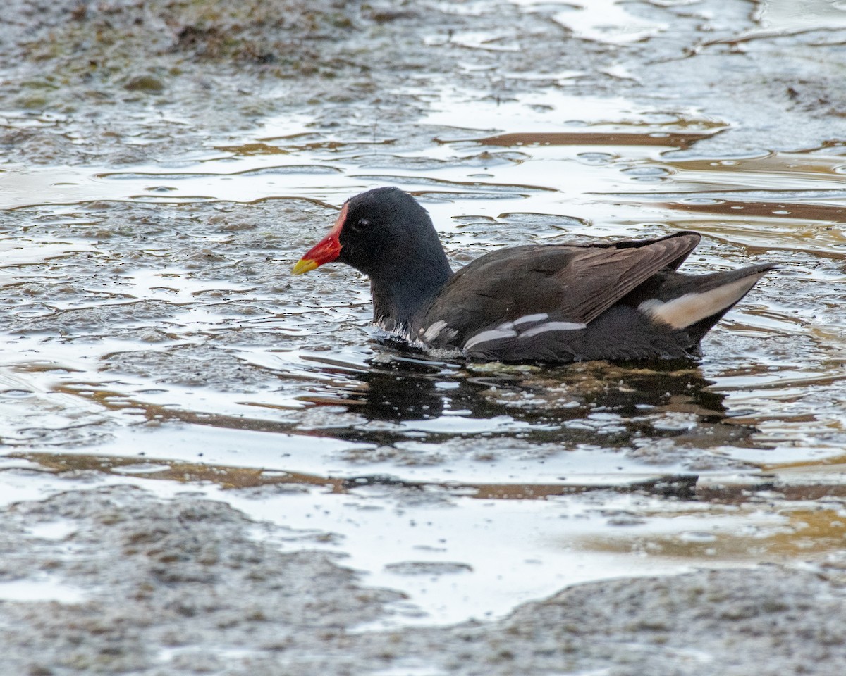 Eurasian Moorhen - ML149017251