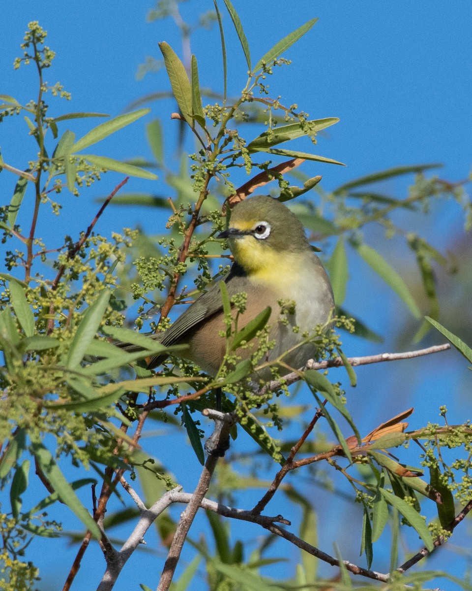 Orange River White-eye - ML149017351