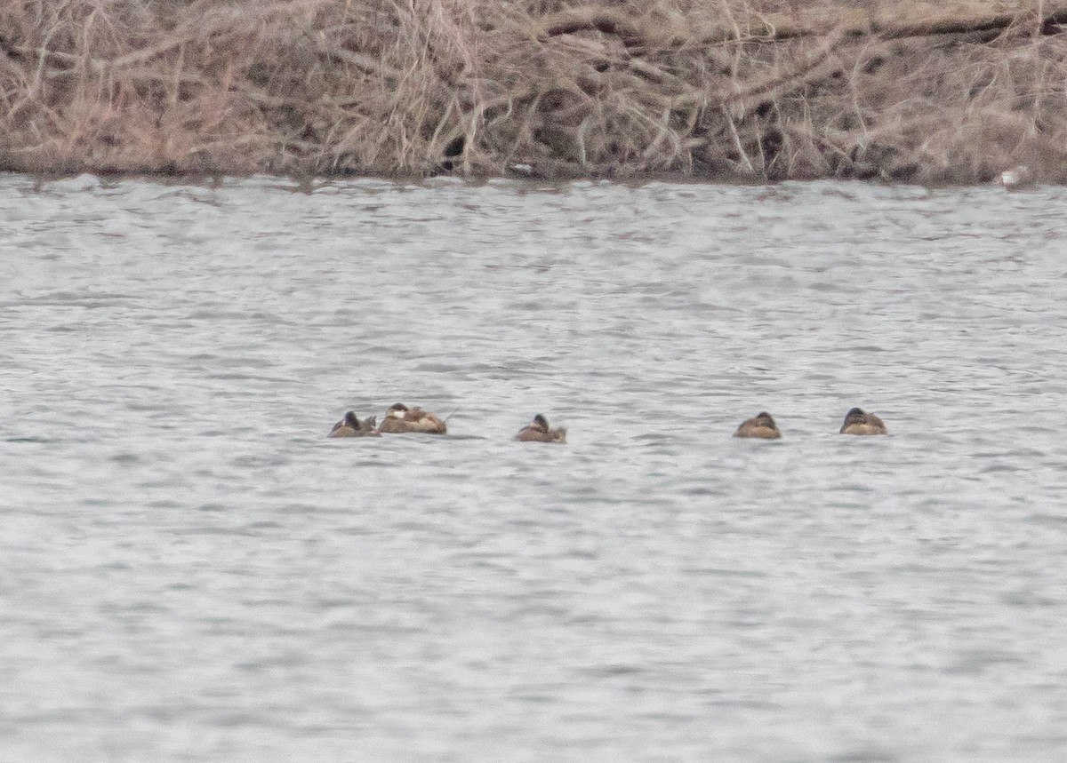 Ruddy Duck - ML149020311