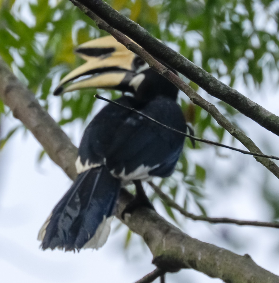 Oriental Pied-Hornbill - ML149020421