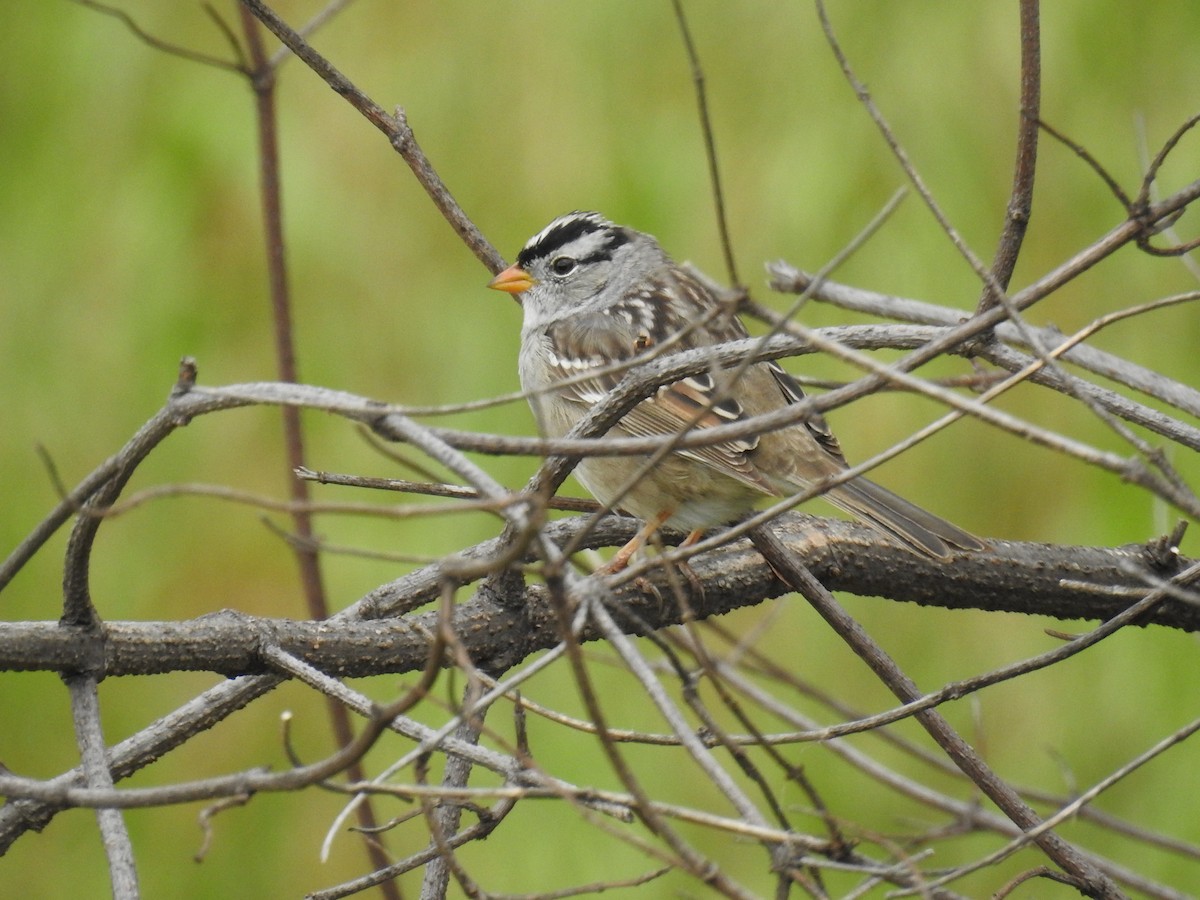 Bruant à couronne blanche (gambelii) - ML149020791