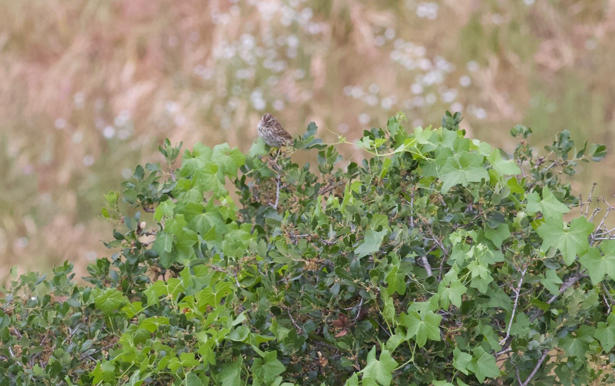 Savannah Sparrow - ML149022551