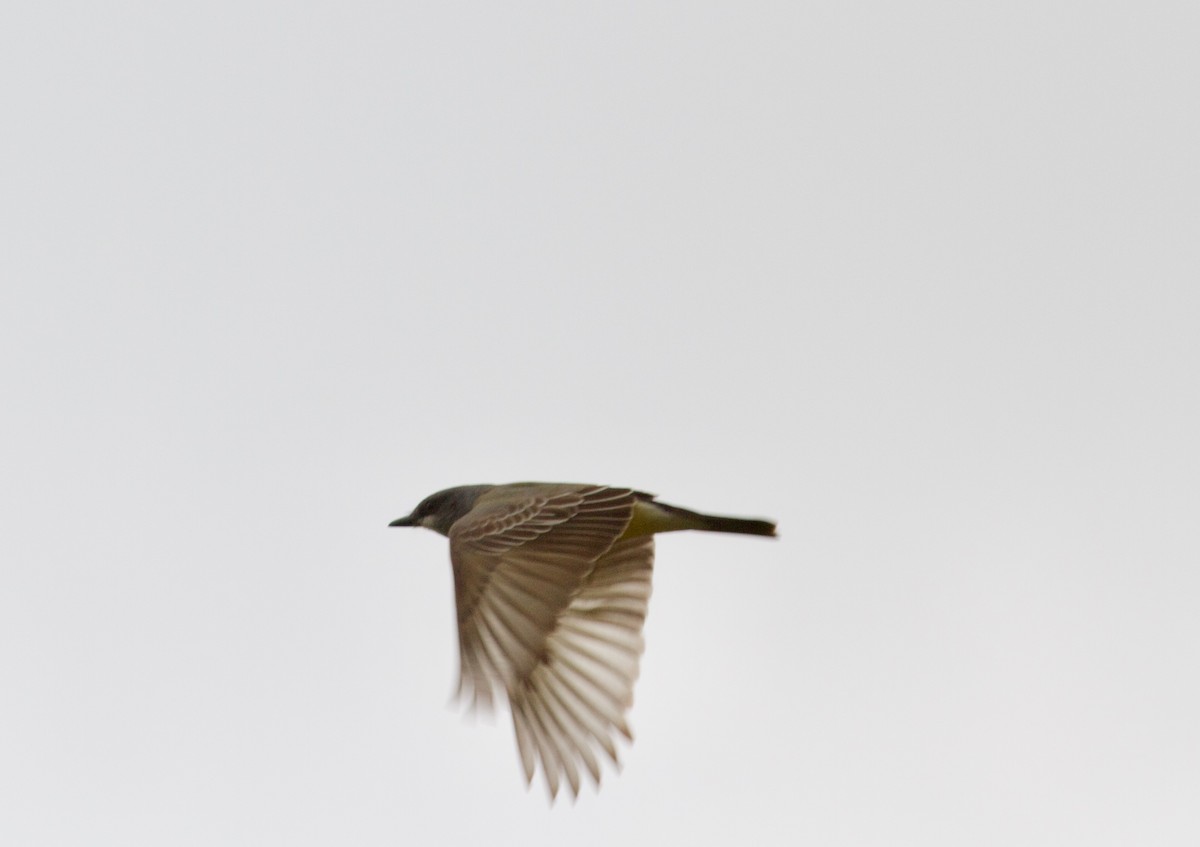 Cassin's Kingbird - ML149022591