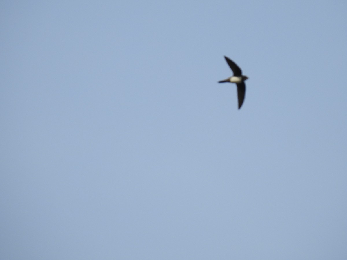 Alpine Swift - ML149022981