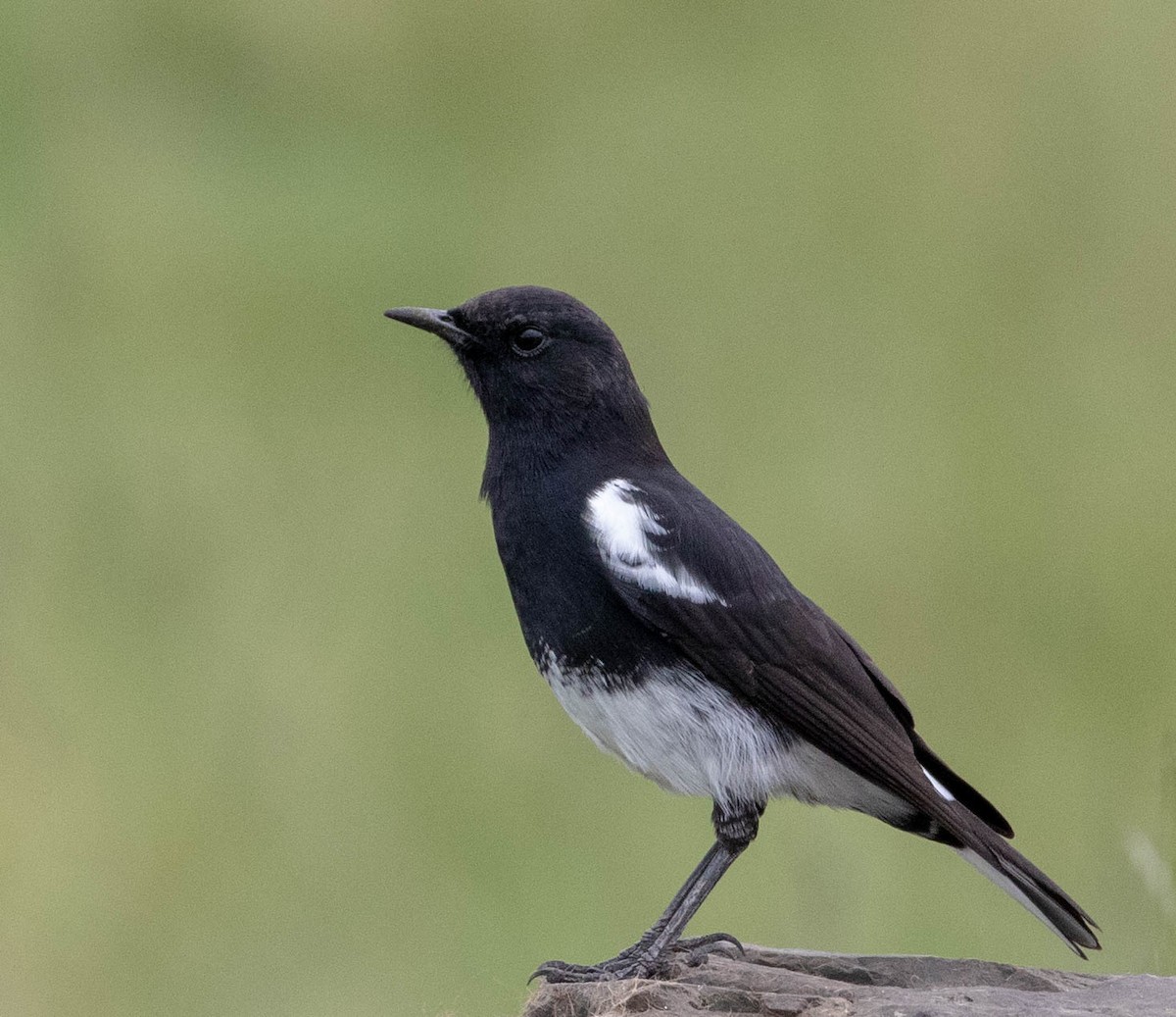 Mountain Chat - Mel Senac