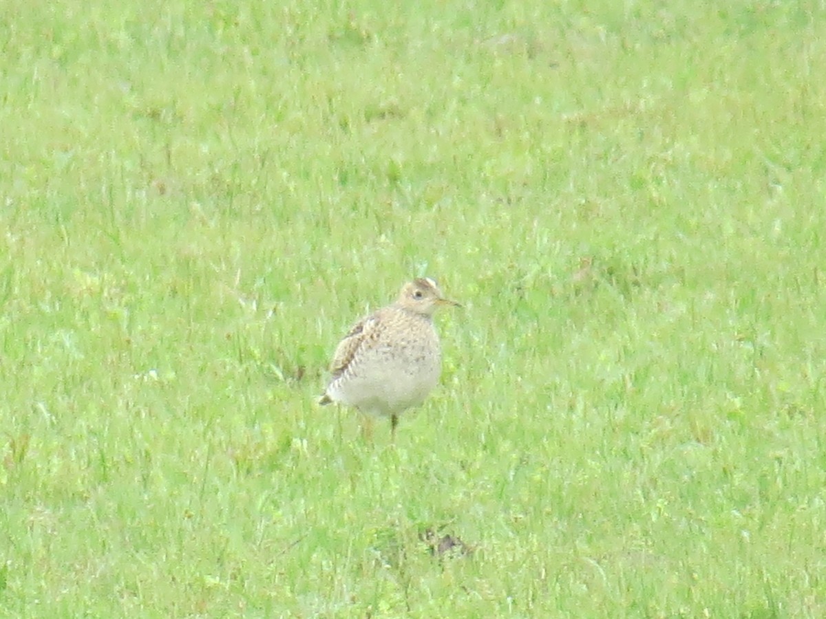 Upland Sandpiper - ML149024151