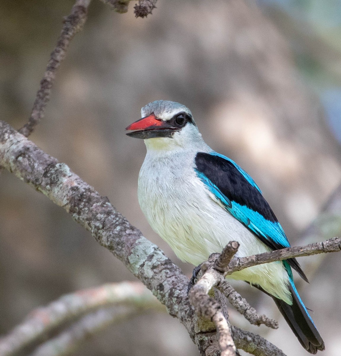 Woodland Kingfisher - ML149025741