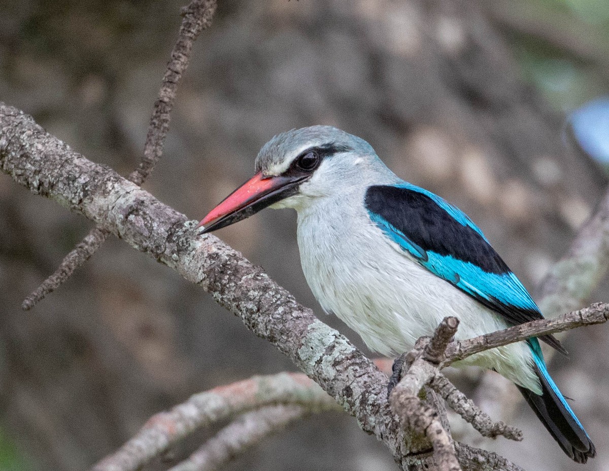 Woodland Kingfisher - ML149025811