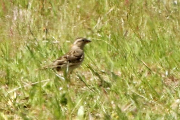 Moineau soulcie - ML149026391