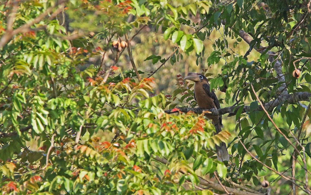 Rusty-cheeked Hornbill - ML149027381