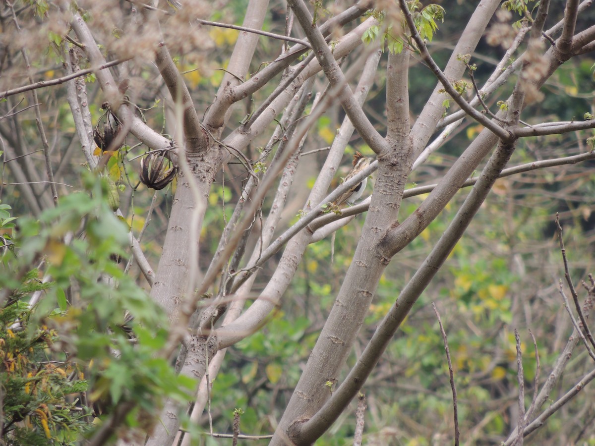 Striped Cuckoo - ML149027571