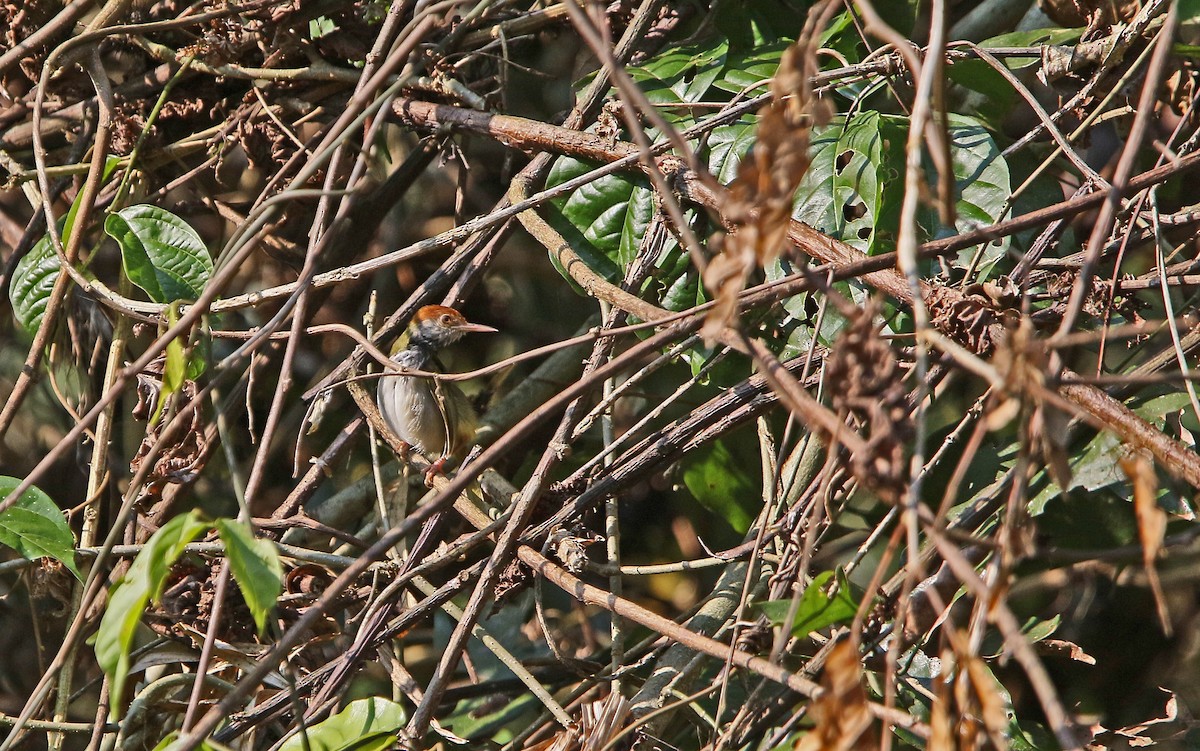 Dark-necked Tailorbird - Christoph Moning