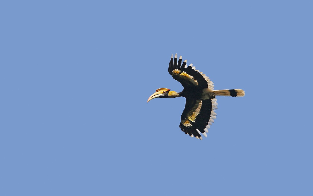 Great Hornbill - ML149030211