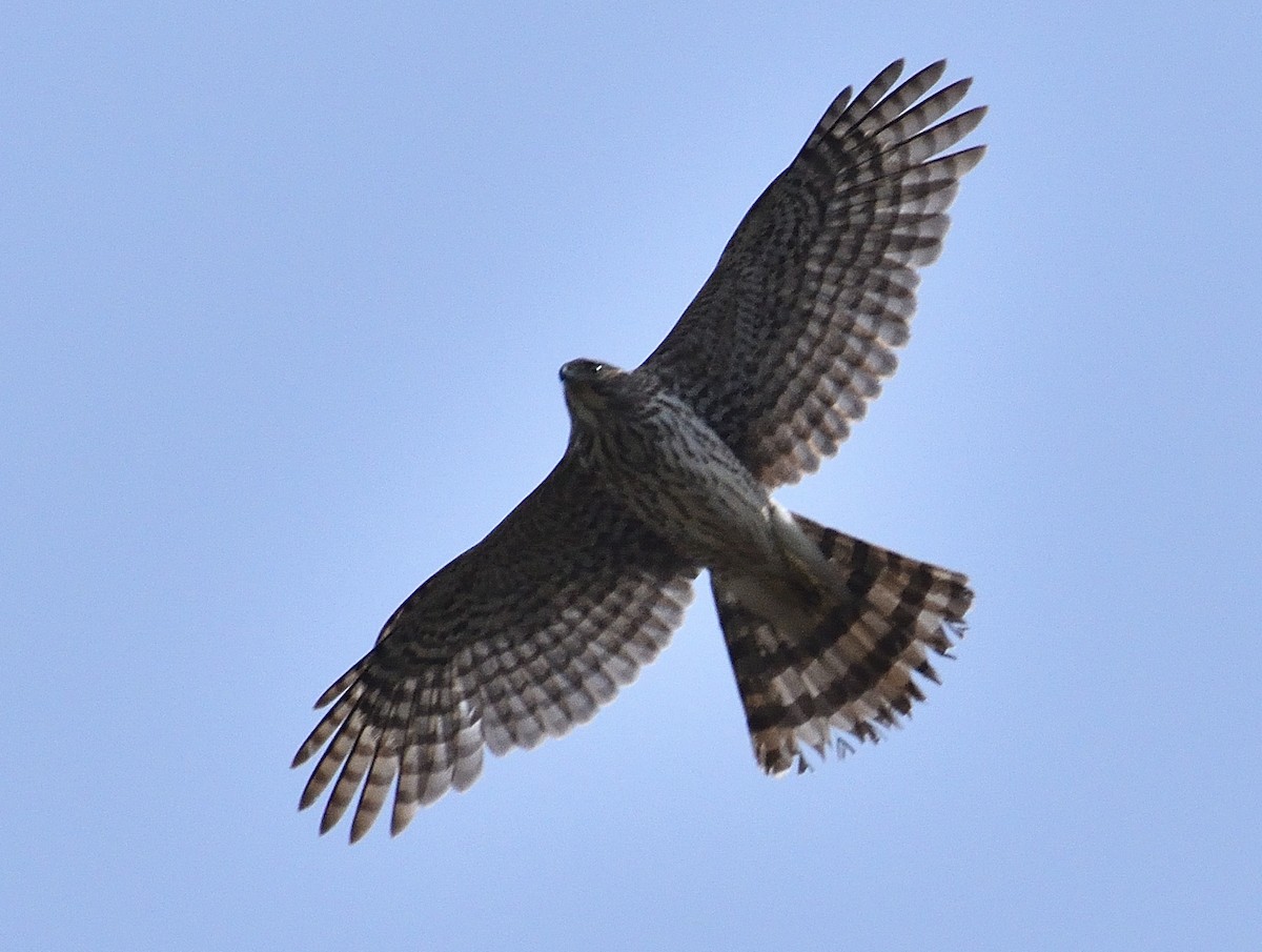 Cooper's Hawk - Eric Bodker