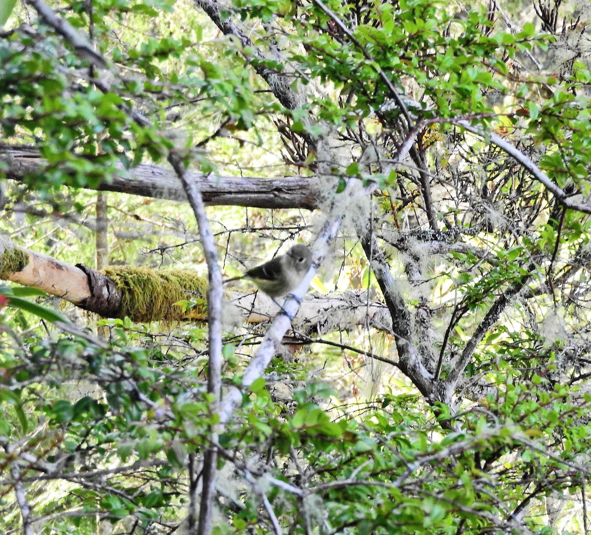 Vireo de Hutton - ML149032691