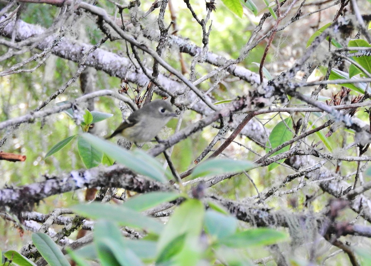 Vireo de Hutton - ML149032701