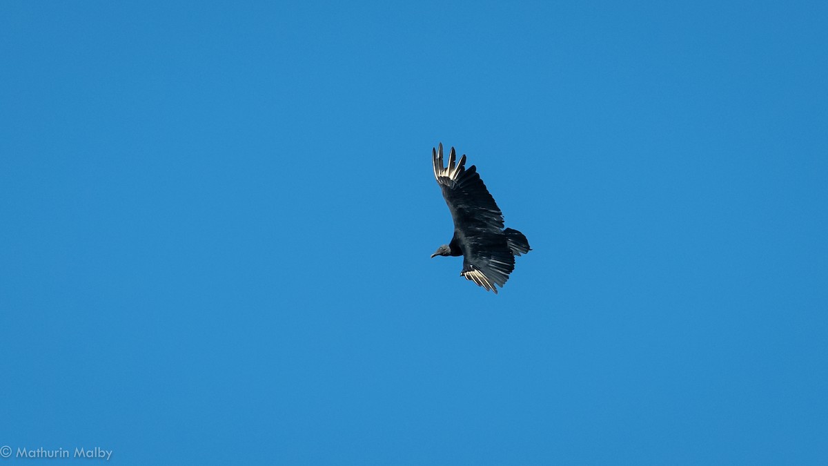 Black Vulture - ML149032841
