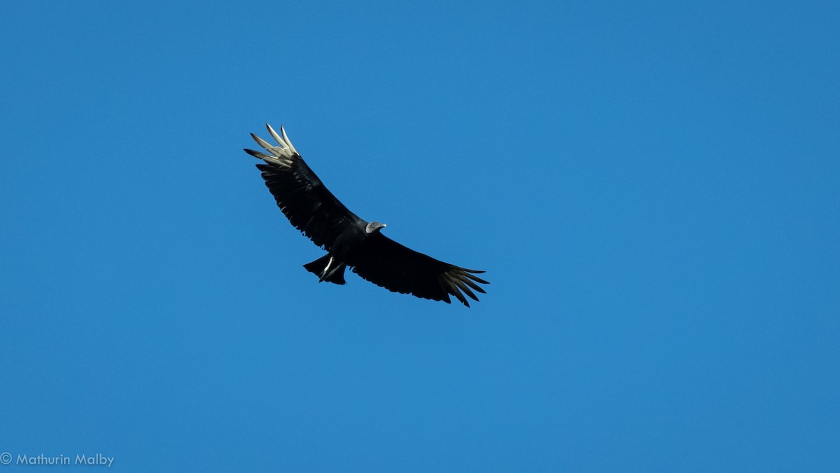 Black Vulture - ML149032851