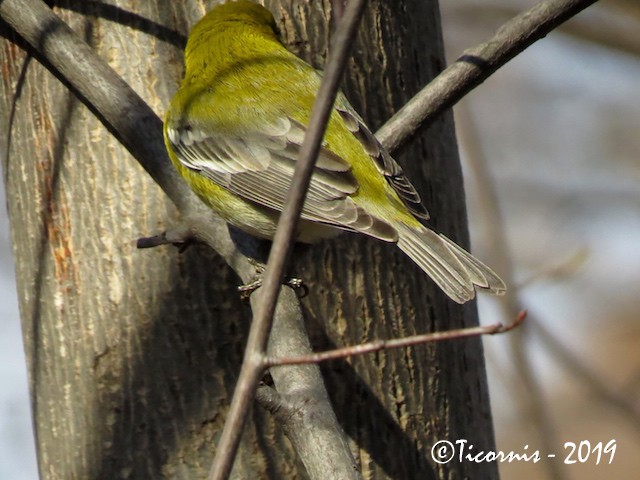 Pine Warbler - Rafael Campos-Ramírez