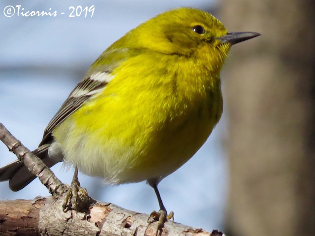 Pine Warbler - ML149034511