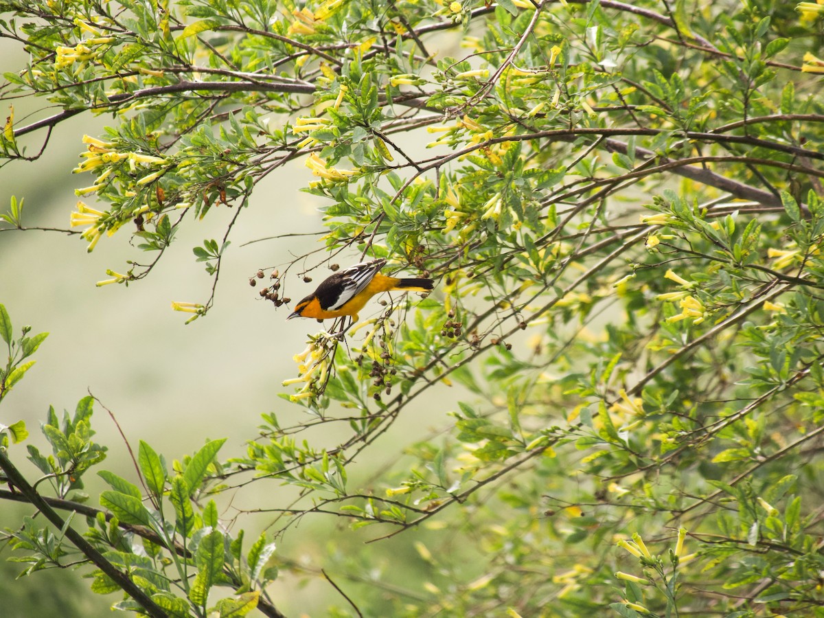 Oriole de Bullock - ML149034591