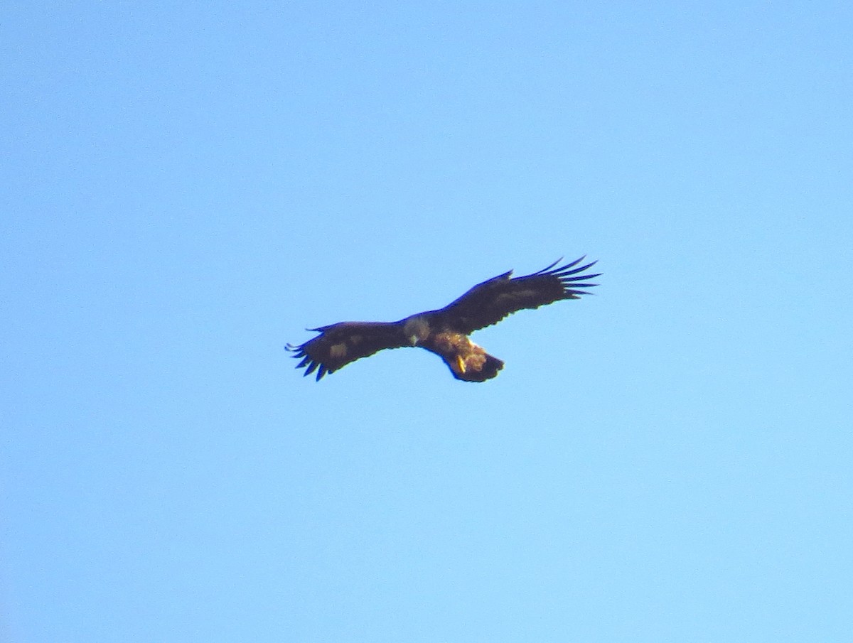 Golden Eagle - ML149035081