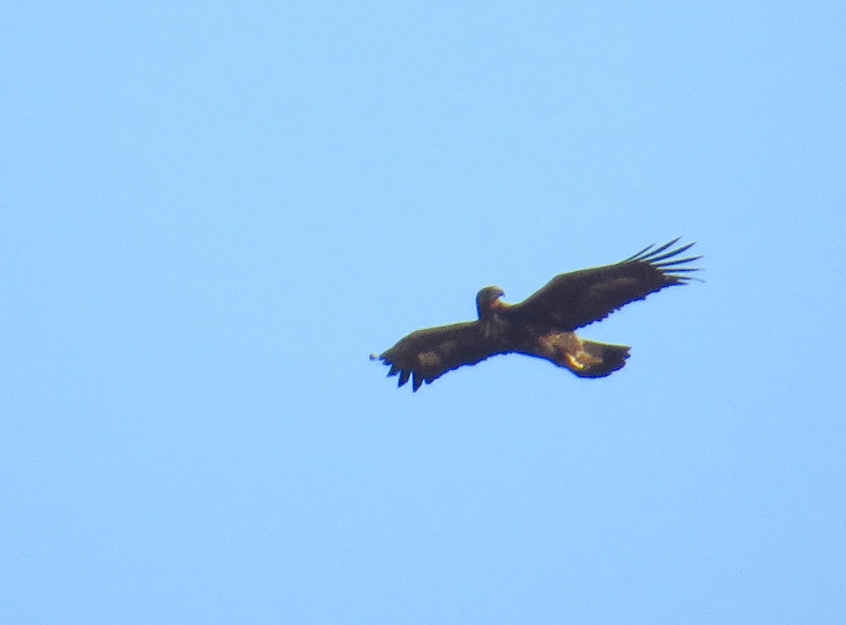 Golden Eagle - ML149035111