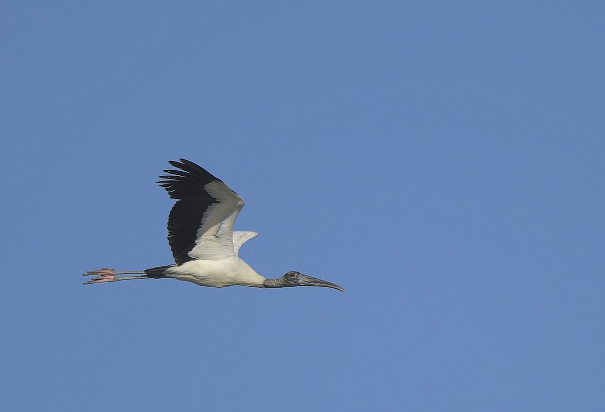 Wood Stork - ML149036561