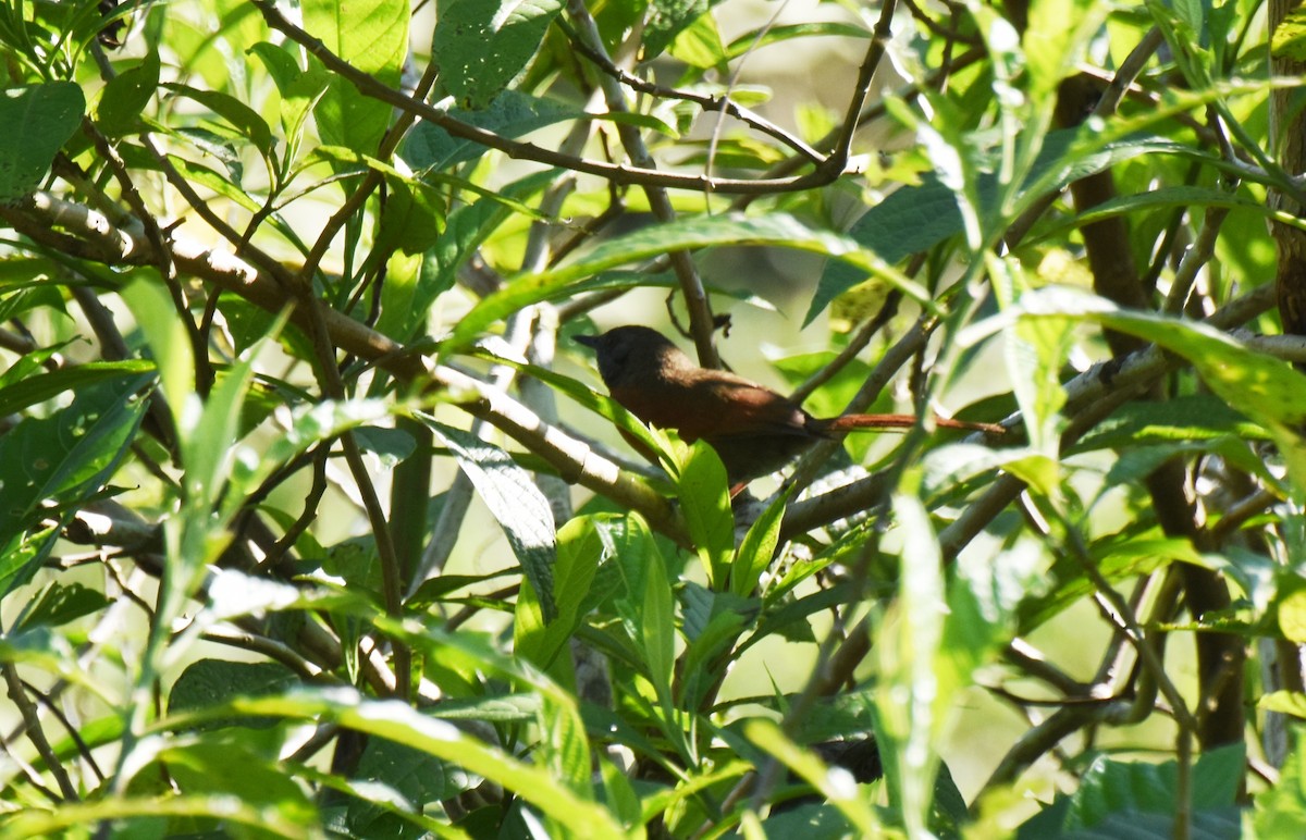 Rufous-breasted Spinetail - ML149036651