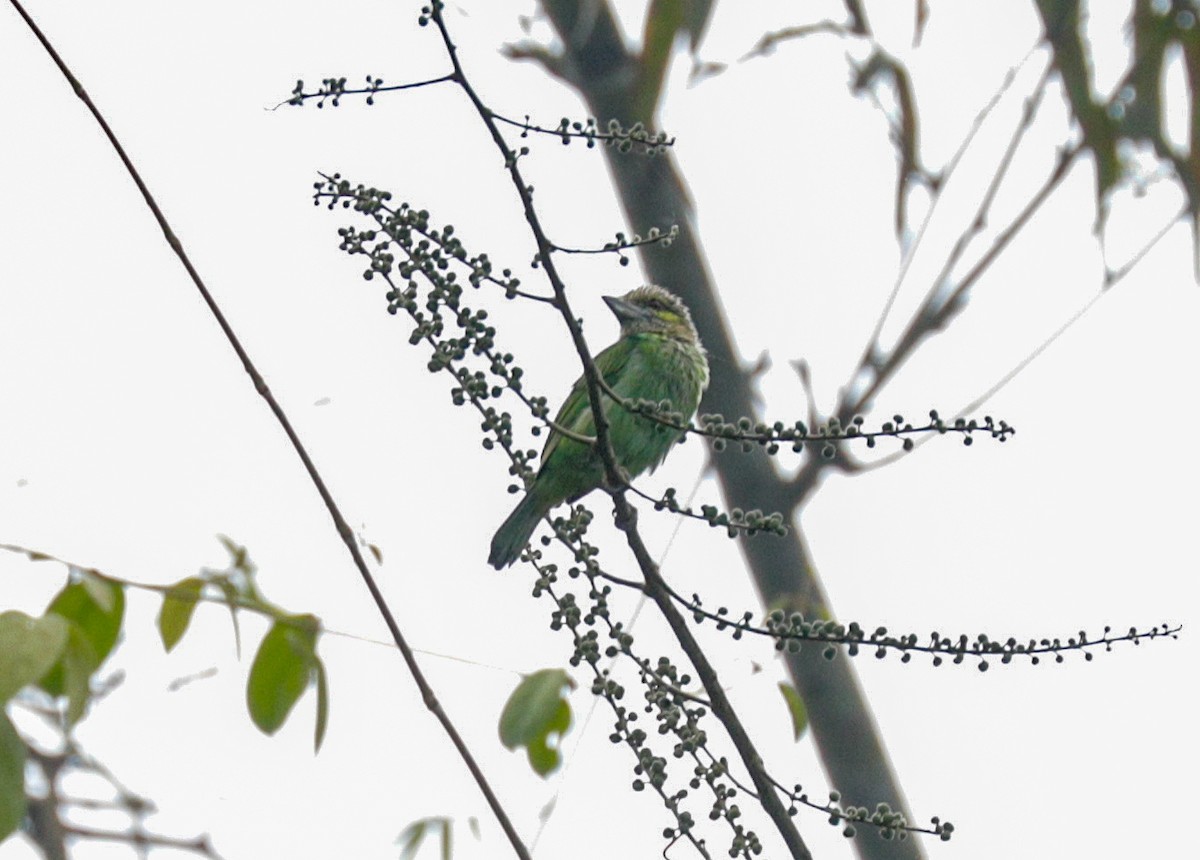 barbet zelenouchý - ML149037571