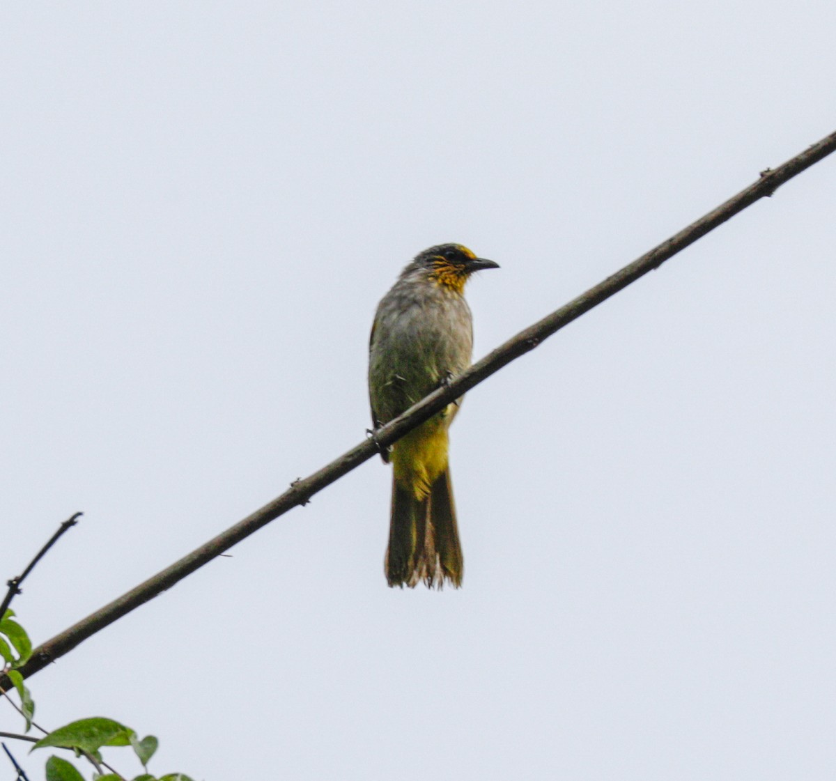 Stripe-throated Bulbul - ML149038721