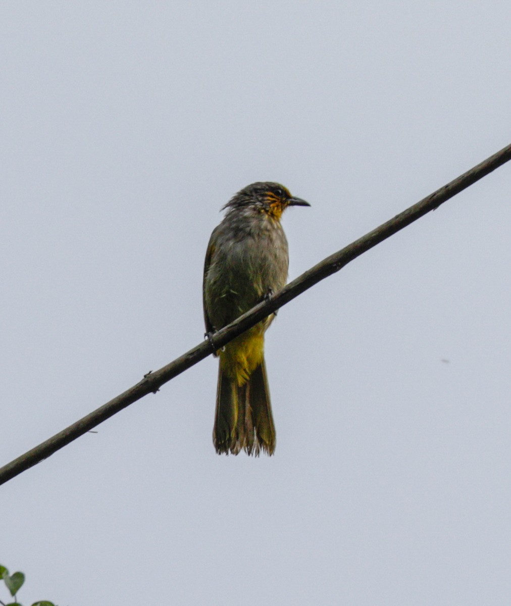 Stripe-throated Bulbul - ML149039011