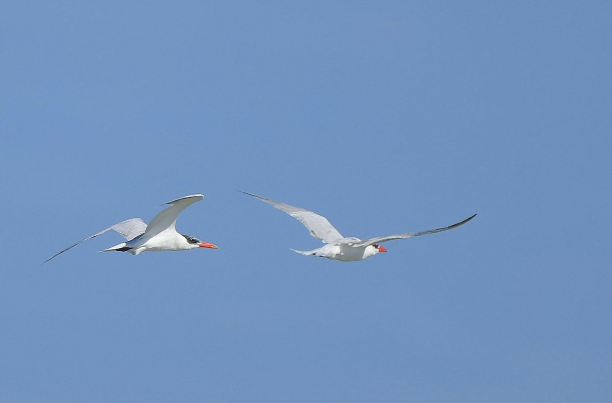 Caspian Tern - ML149039141