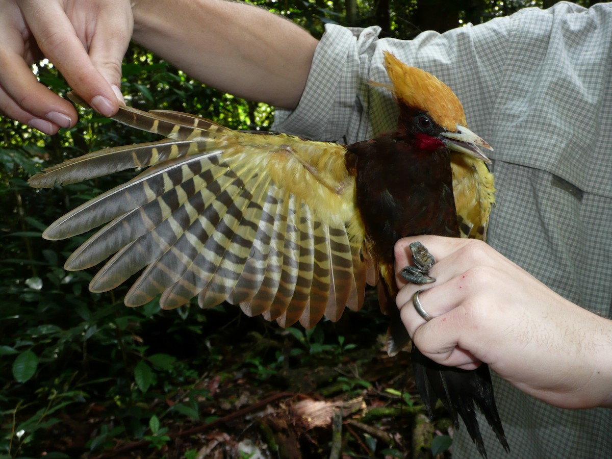 Chestnut Woodpecker - Phil Stouffer