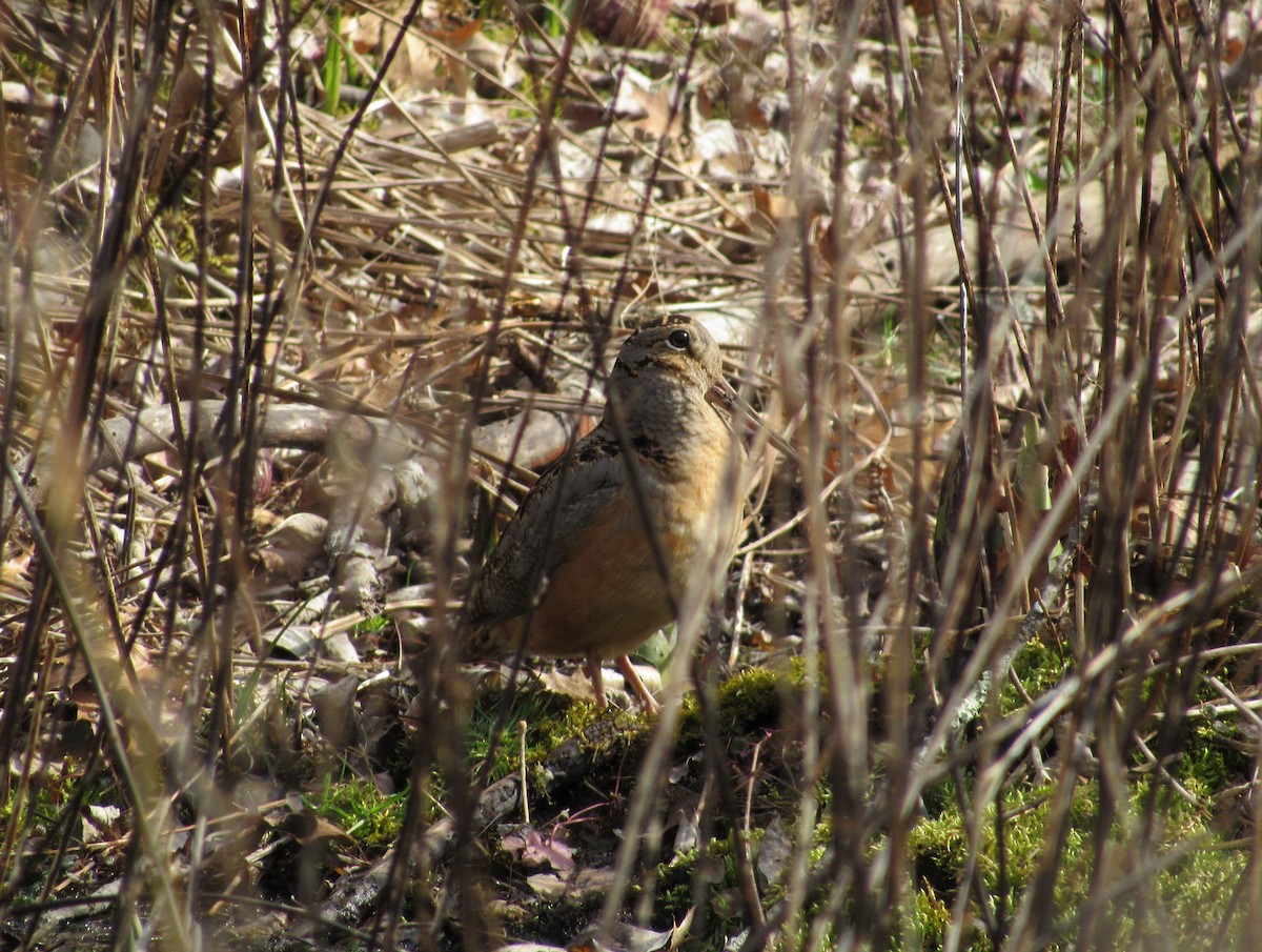 American Woodcock - ML149042191