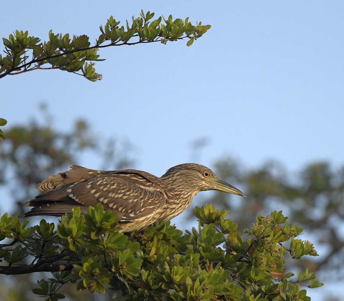 Black-crowned Night Heron - ML149042751