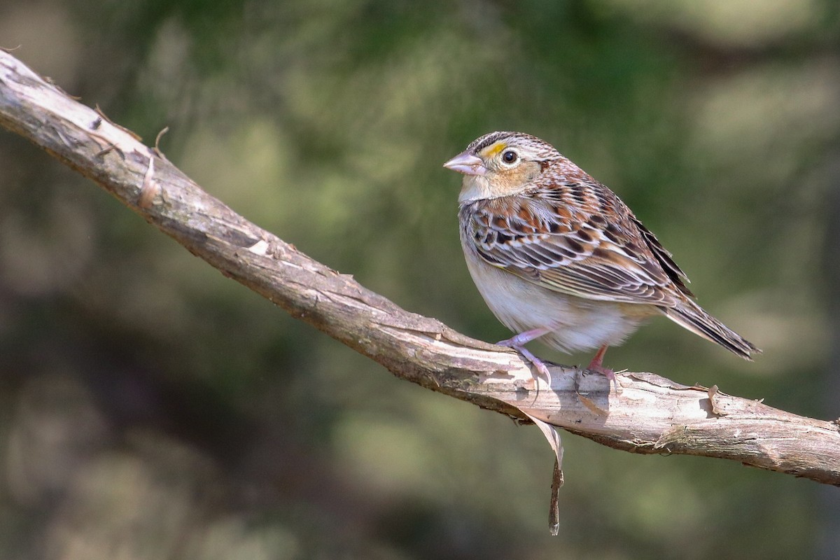 Grasshopper Sparrow - ML149043551