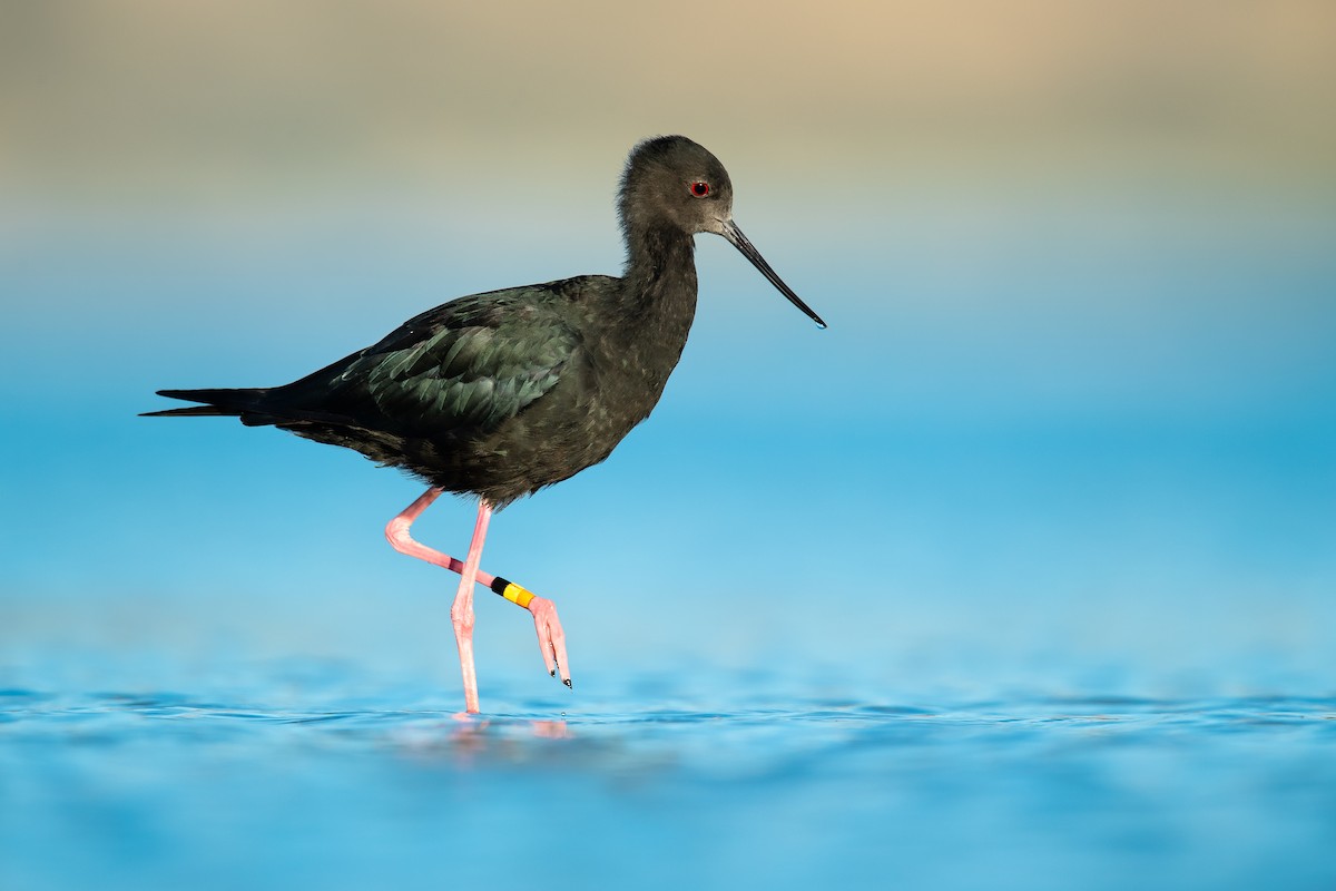 Black Stilt - ML149043931