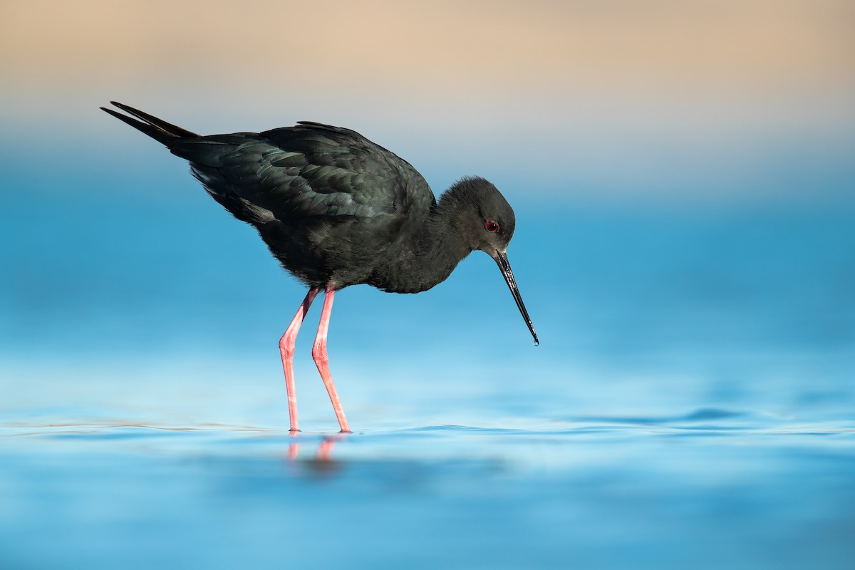 Black Stilt - ML149043961