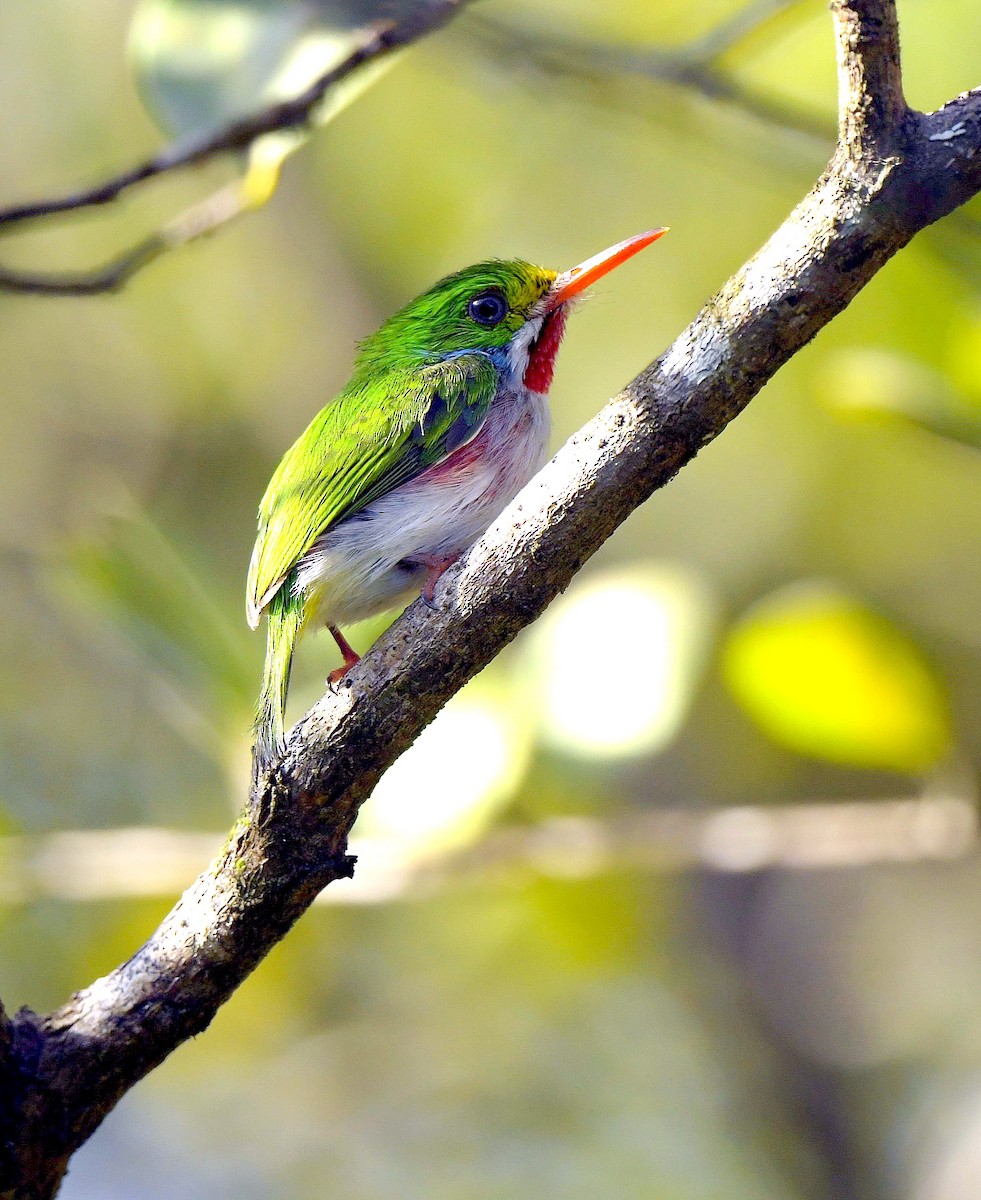 Cuban Tody - Paul Arneson